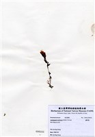 藏品(蘆筍藻)的圖片